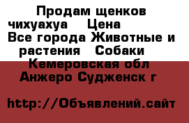 Продам щенков чихуахуа  › Цена ­ 10 000 - Все города Животные и растения » Собаки   . Кемеровская обл.,Анжеро-Судженск г.